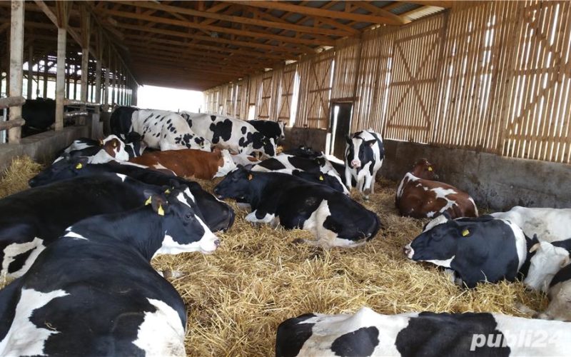 După o investiţie de un milion de euro, vinde lapte de vacă la preţuri de nimic