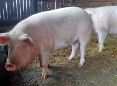 România înregistrează 401 de focare active de pestă porcină africană
