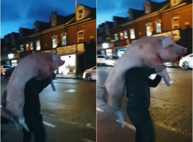 Imagini virale. Trei români au tăiat porcul şi au defilat cu el pe străzile Londrei