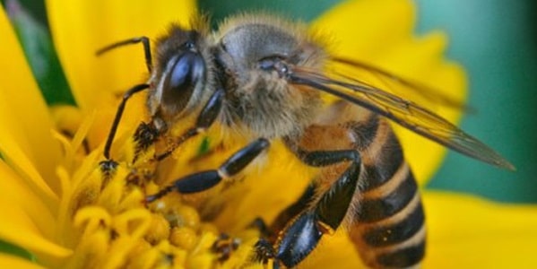 Iarnă grea pentru apicultori. Populaţiile de albine au scăzut drastic
