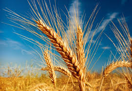 Alianţa Rusia - China, întărită şi prin comerţul cu cereale: Rusia va exporta grâu, orz şi mazăre