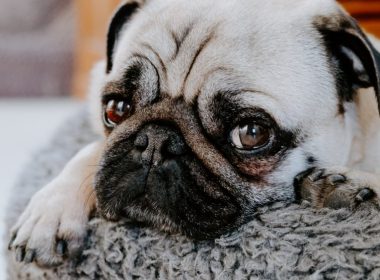 Cazurile de câini furaţi în Marea Britanie, în creştere cu 250%. Care ar fi motivul