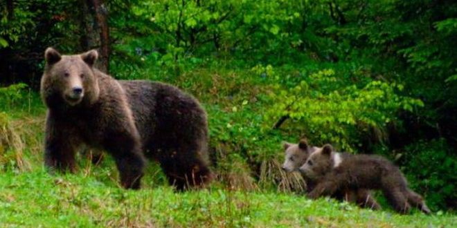 O ursoaică şi cei patru pui ai ei terorizează localnicii din Sinaia: „Gata, ne-am săturat. Sunt prea mulţi şi le este foame”