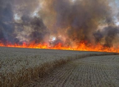 Incendiu de vegetaţie uscată în Insula Mică a Brăilei; focul s-a întins pe aproximativ 100 de hectare