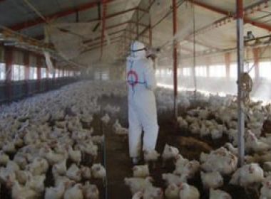 Alertă de gripă aviară. DSVSA Călăraşi a demarat controale în exploataţiile avicole