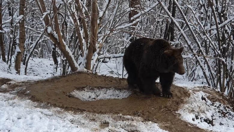 Imaginea traumei unui urs care a fost captiv la Zoo Piatra Neamţ timp de 20 de ani
