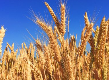 Kremlinul spune că va găsi soluţii pentru exportul îngrăşămintelor şi cerealelor ruseşti, în ciuda sancţiunilor
