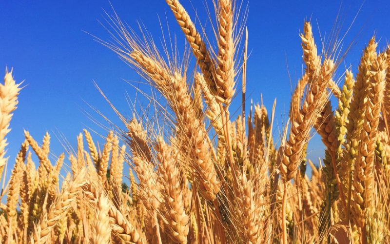 Agricultorii stau cu cerealele în depozite