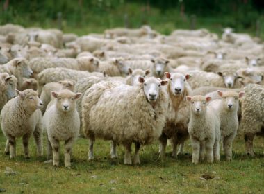 Războiul oilor, la Scânteieşti
