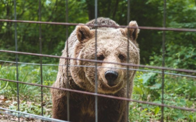 Fermă ilegală de urşi, făcută în ogradă. Proprietarul, mai tare decât legea