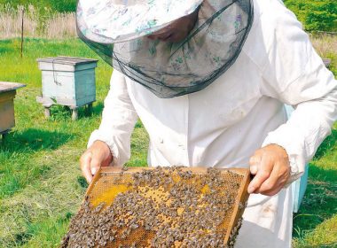 Vremea caldă afectează albinele. Mierea va fi mai scumpă în acest an
