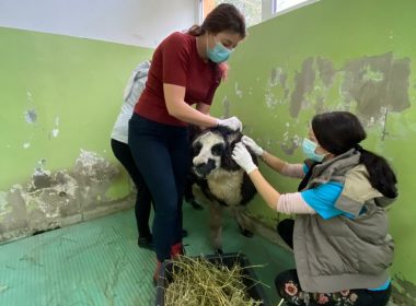 Alpaca salvată de la moarte de medicii clujeni
