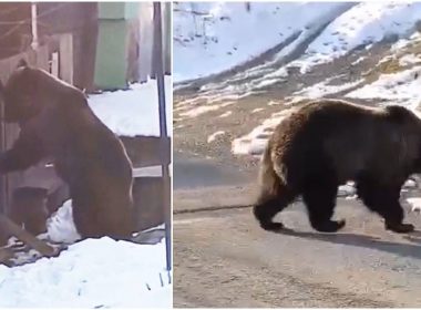Ursoaică, atac în Azuga