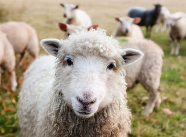Ministrul Agriculturii anunţă subvenţii MAJORATE pentru crescătorii de oi