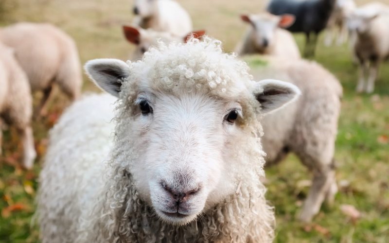 Fără subvenţie, dar cu promisiuni – Ce au obţinut crescătorii de ovine de la MADR￼￼