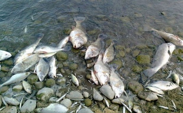 Lacul cu peşti morţi
