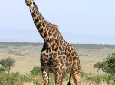 Girafe mutate cu armata