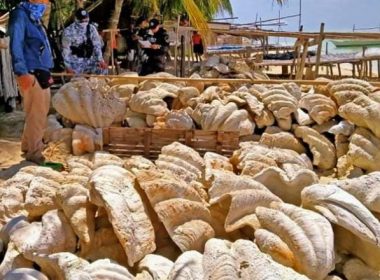 Sechestru record în Filipine. 200 de tone de scoici gigantice în valoare de 25.000 de dolari au fost confiscate