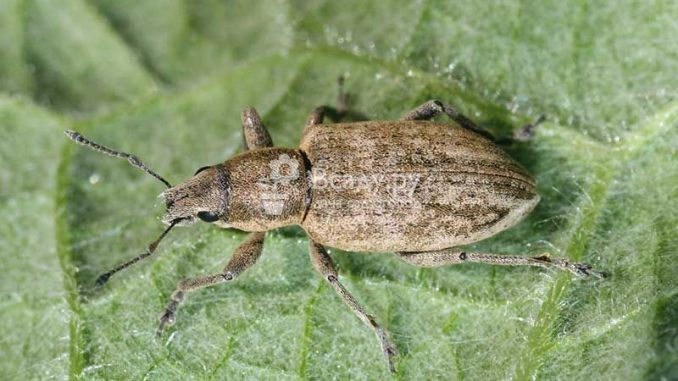 Invazie de Tanymecus în culturile agricole! Fermierii, forţaţi să lupte fără arme