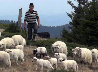 Cât a încasat România pe exportul de animale vii în trimestrul I 2021