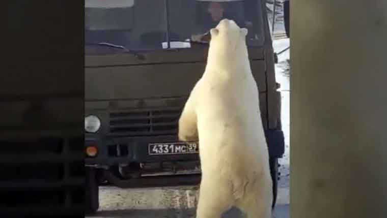 Urşi polari înfometaţi au fost filmaţi în Siberia în timp ce aleargă agăţaţi de o maşină de gunoi