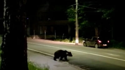 Gospodării atacate de urşi, localnicii cer ajutor
