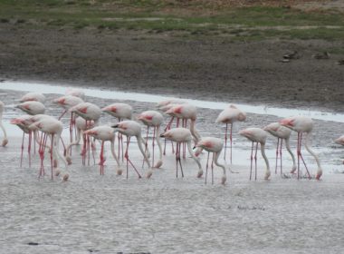 Imagini rare. Peste 100 de păsări flamingo au fost observate în Delta Dunării