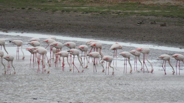 Imagini rare. Peste 100 de păsări flamingo au fost observate în Delta Dunării