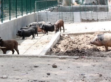 Focar de pestă porcină africană la Zoo Craiova