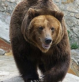 Urs prins într-o capcană neautorizată, în comuna Runcu; bărbat de 39 de ani - cercetat
