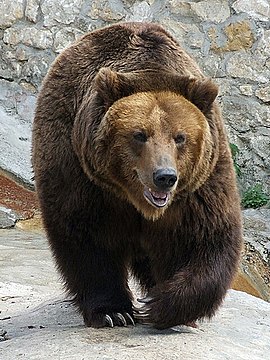 Urşii au revenit după sute de ani în cel mai neaşteptat judeţ din ţară. Autorităţile sunt în alertă