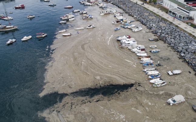 Turcia. „Mucii de mare” au invadat coastele Mării Marmara, acoperind suprafaţa apelor ca o pătură