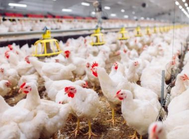 ALERTĂ de gripă aviară! Milioane de păsări sacrificate în ţara de unde România importă masiv