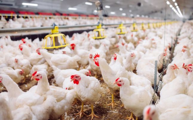 ALERTĂ de gripă aviară! Milioane de păsări sacrificate în ţara de unde România importă masiv