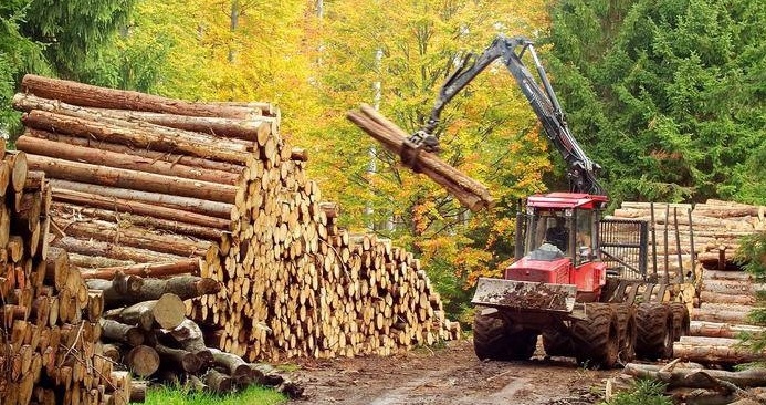 Legea, fentată de exportatorii de lemn