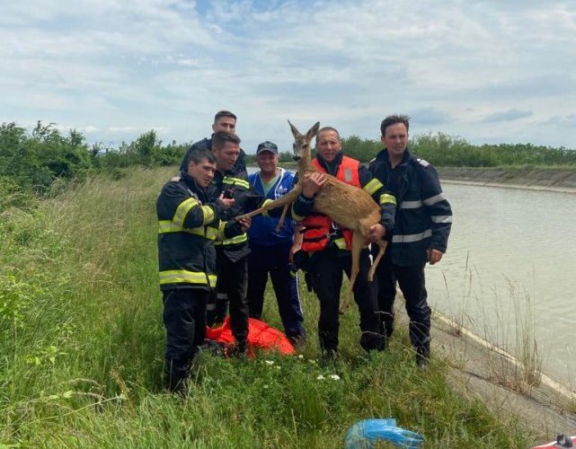 O căprioară căzută în râul Bistriţa a fost salvată de pompieri