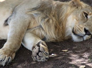 O leoaică a murit de Covid-19 într-un parc zoologic din India. Alţi opt lei, testaţi pozitiv