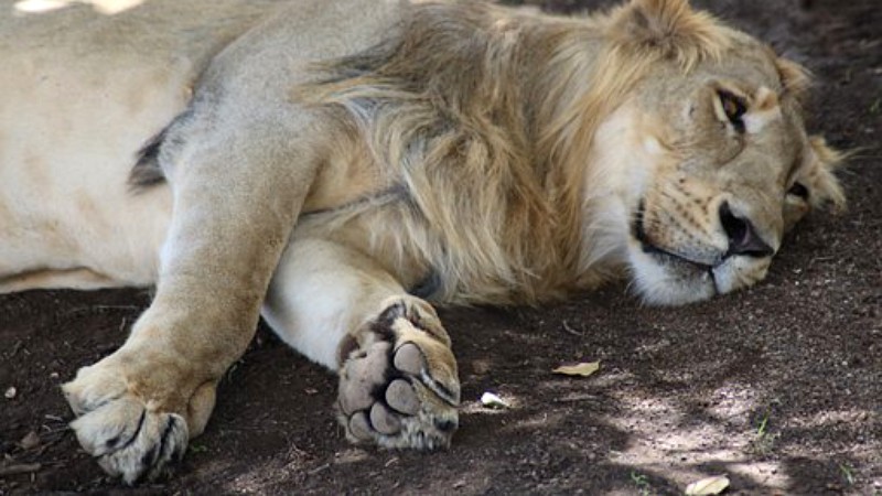 O leoaică a murit de Covid-19 într-un parc zoologic din India. Alţi opt lei, testaţi pozitiv
