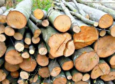 Cătălin Tobescu (Prolemn): Criza din industria lemnului este una artificială