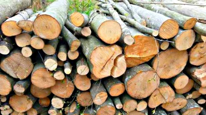 Poliţiştii au reţinut 12 bărbaţi, printre care şi angajaţi ai unui ocol silvic, pentru furt de lemne