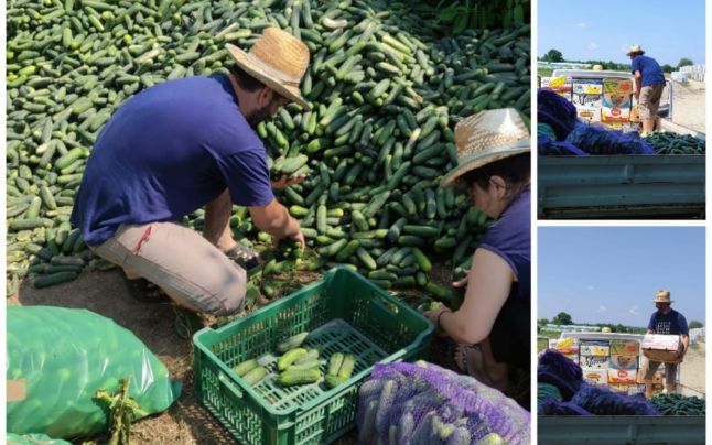 Un preot din Olt a adunat tone de legume aruncate de producători şi le-a dus către mânăstiri. „E unică situaţia asta“