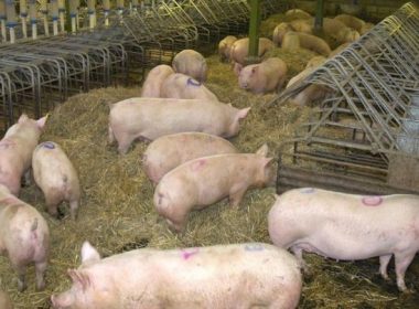 PPA: 30.000 de porci ucişi dintr-un foc într-o fermă!