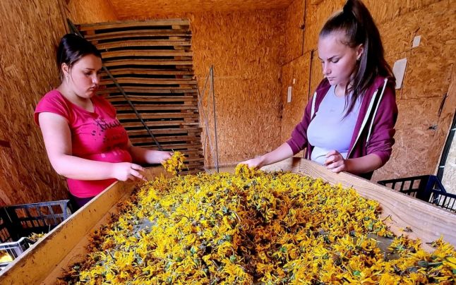 Plante medicinale din Apuseni, vândute pe bani grei în Germania. Mica afacere din cătunul Gheţari