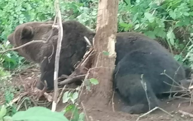 Urs prins într-un cablu marginea unui sat din Gorj