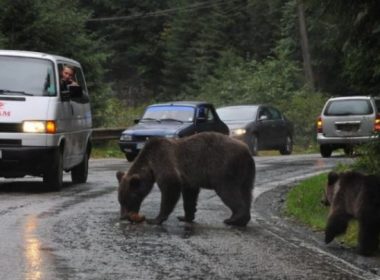 Urşii ajung din nou aproape de oameni