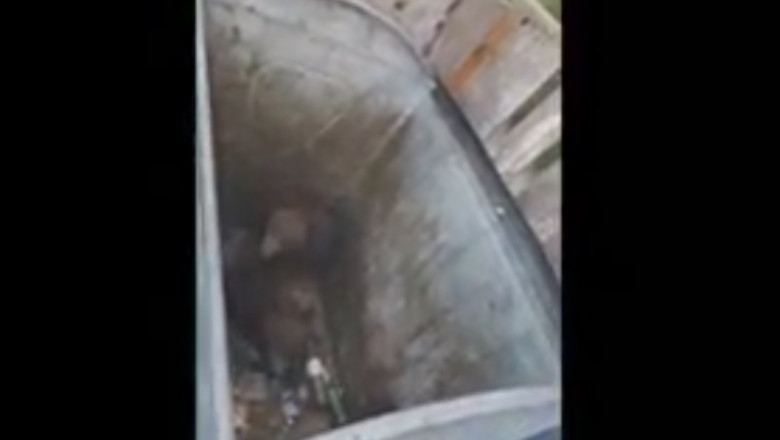 Doi pui de urs au căzut într-un tomberon din Poiana Braşov. Au fost scoşi de jandarmi