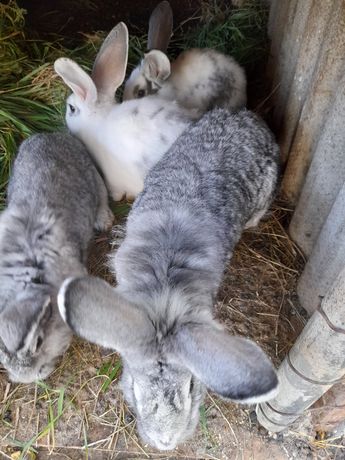 Iepuraşii de 7 kg, vedetele festivalului