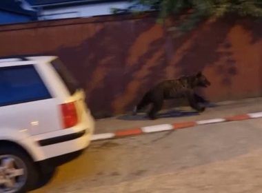 Urs filmat în timp ce aleargă pe un bulevard din Braşov
