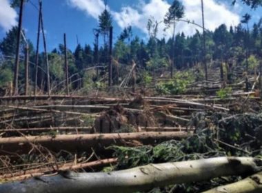 Pădure distrusă de ciclon