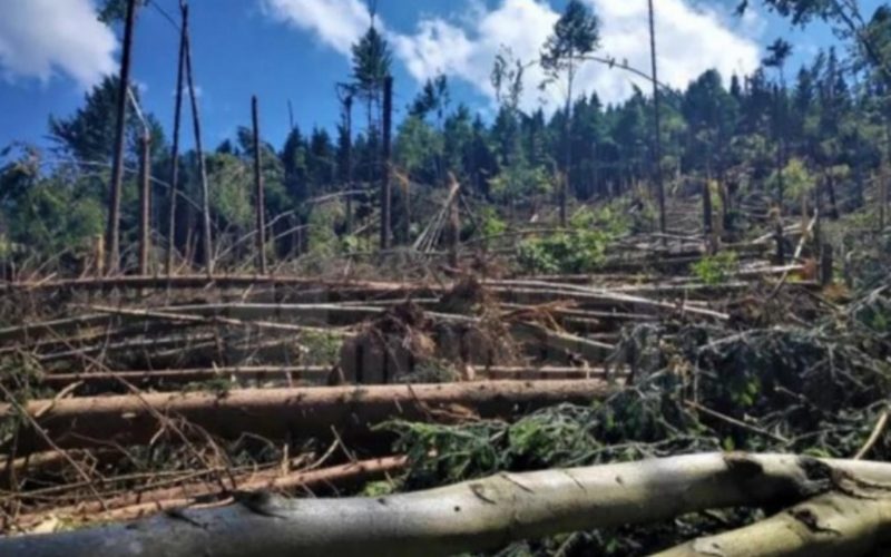 Pădure distrusă de ciclon